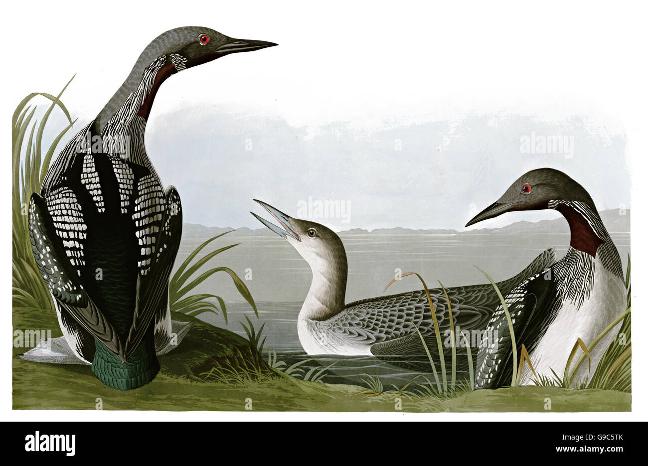 Artic Loon, Gavia artica, birds, 1827 - 1838 Stock Photo