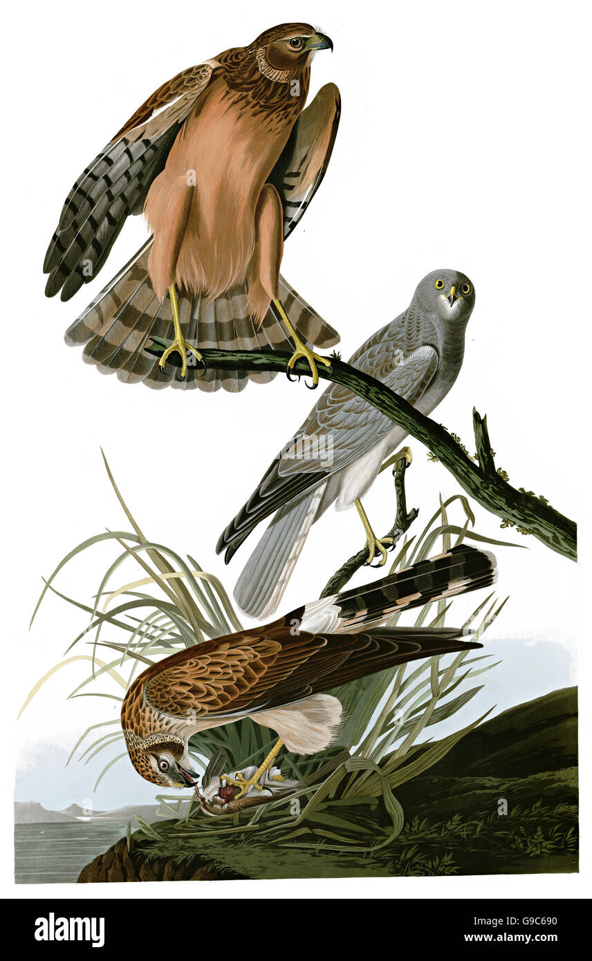 Northern Harrier, Circus Cyaneus, birds, 1827 - 1838 Stock Photo