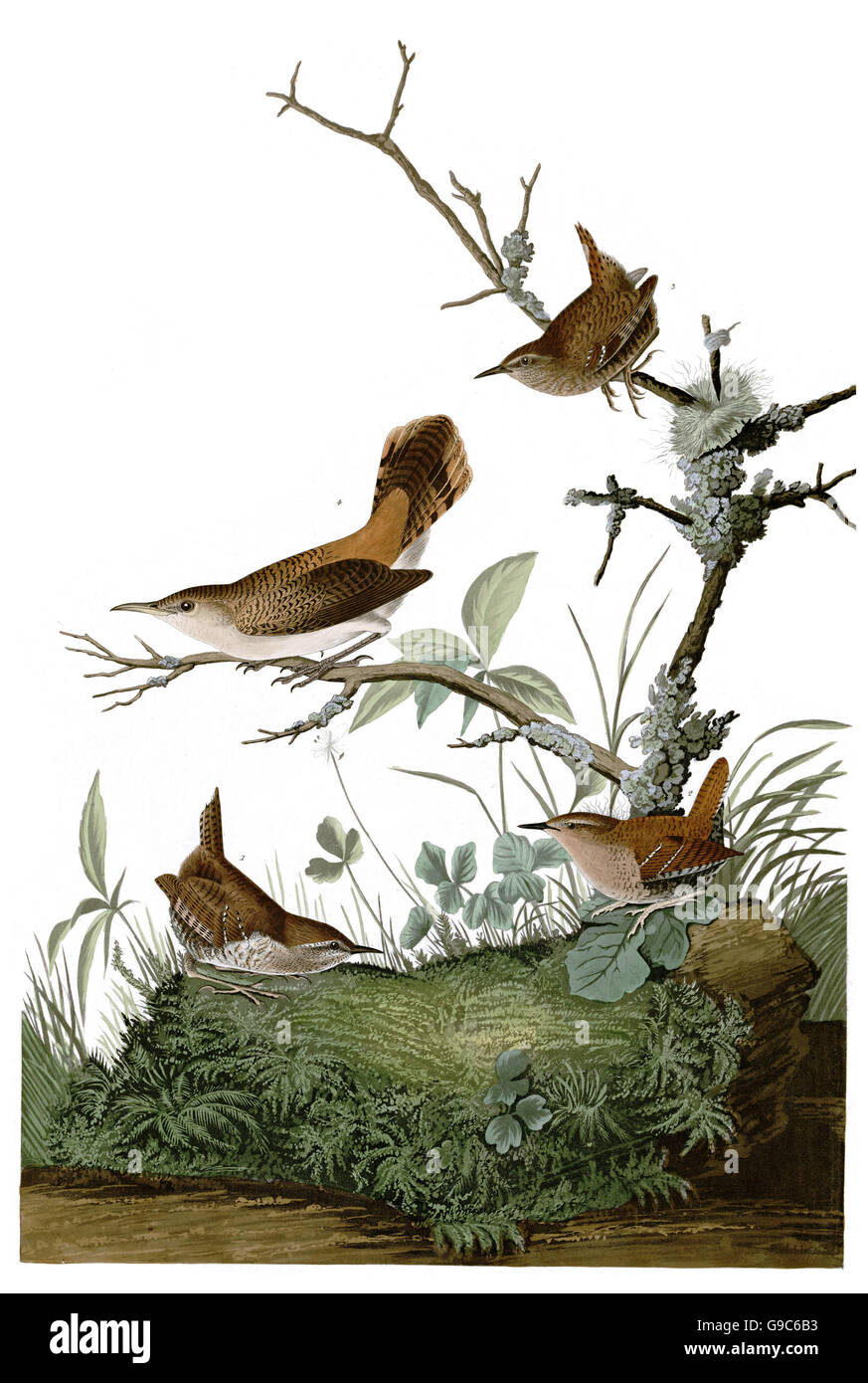 1 Rock Wren, Salpinctes obsoletus, 2 Winter Wren, Troglodytes troglodytes, birds, 1827 - 1838 Stock Photo