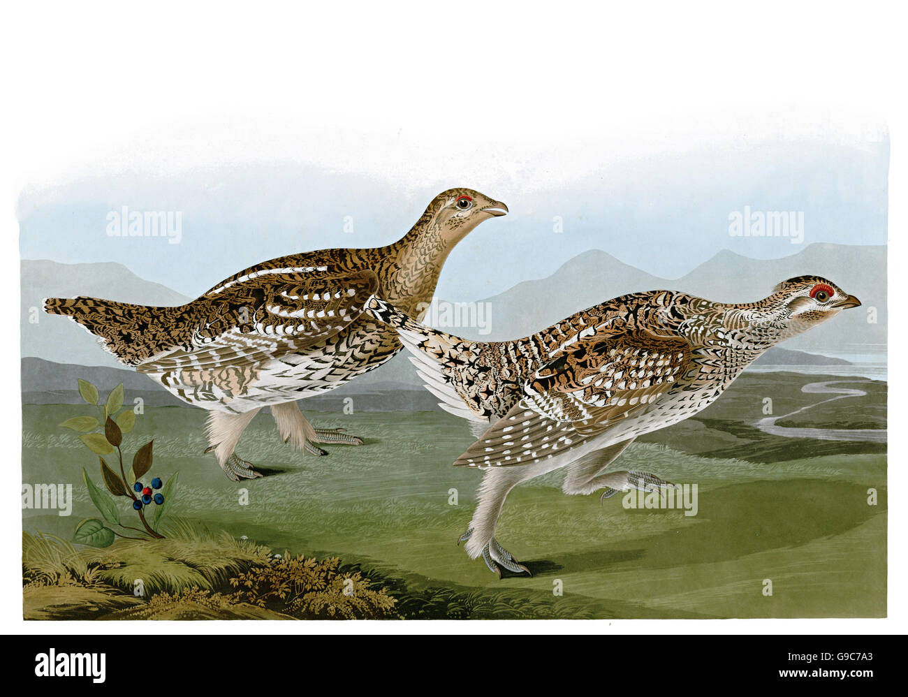 Scientific name tympanuchus phasianellus hires stock photography and