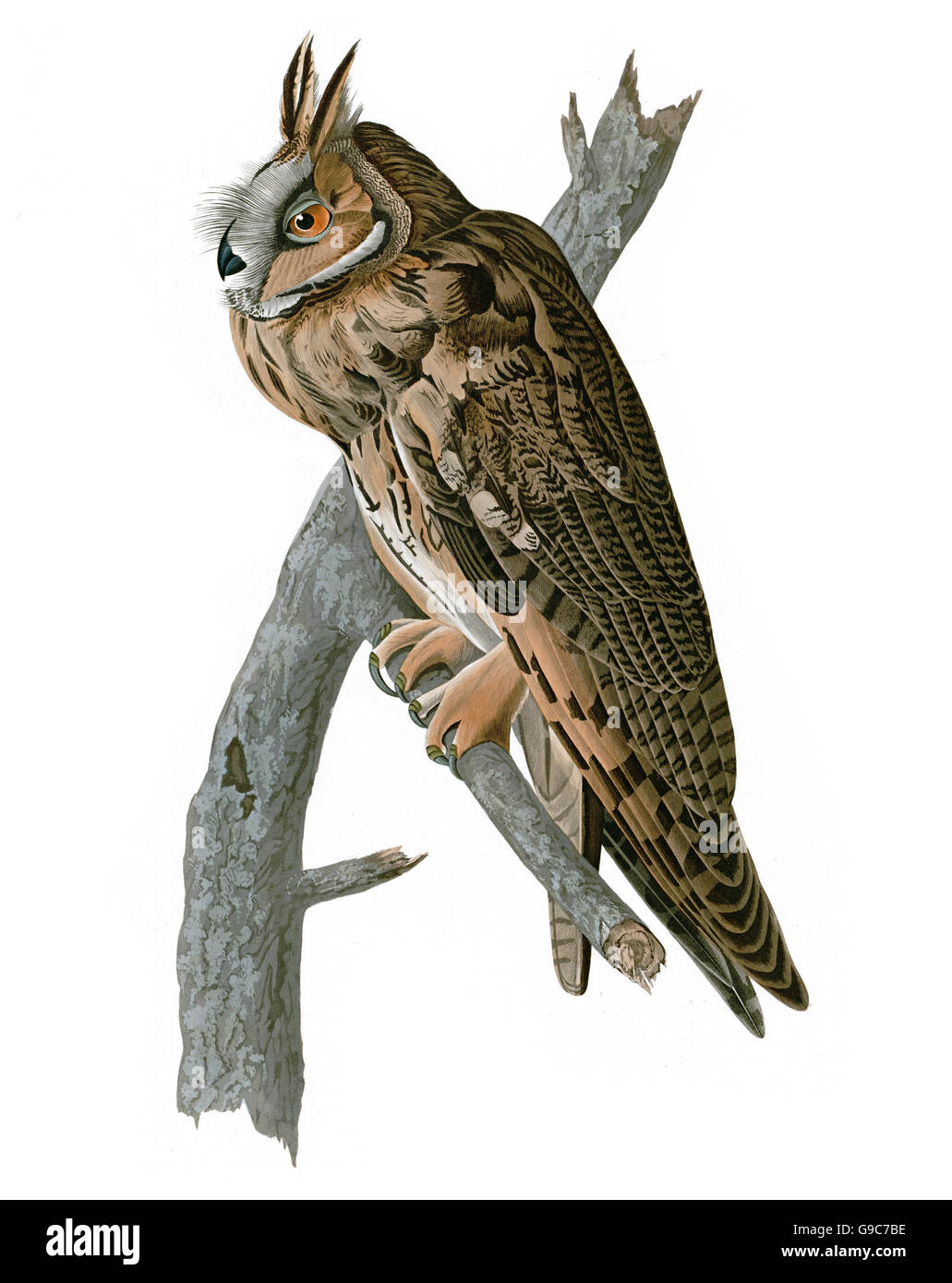 Long-eared Owl, Asio otus, birds, 1827 - 1838 Stock Photo
