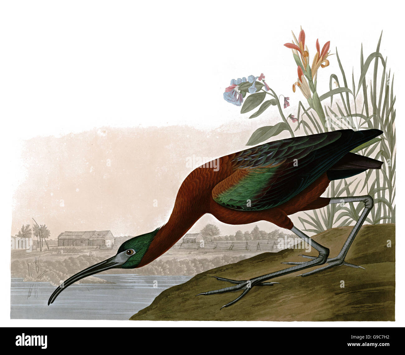Glossy Ibis, Plegadis falcinellus, birds, 1827 - 1838 Stock Photo