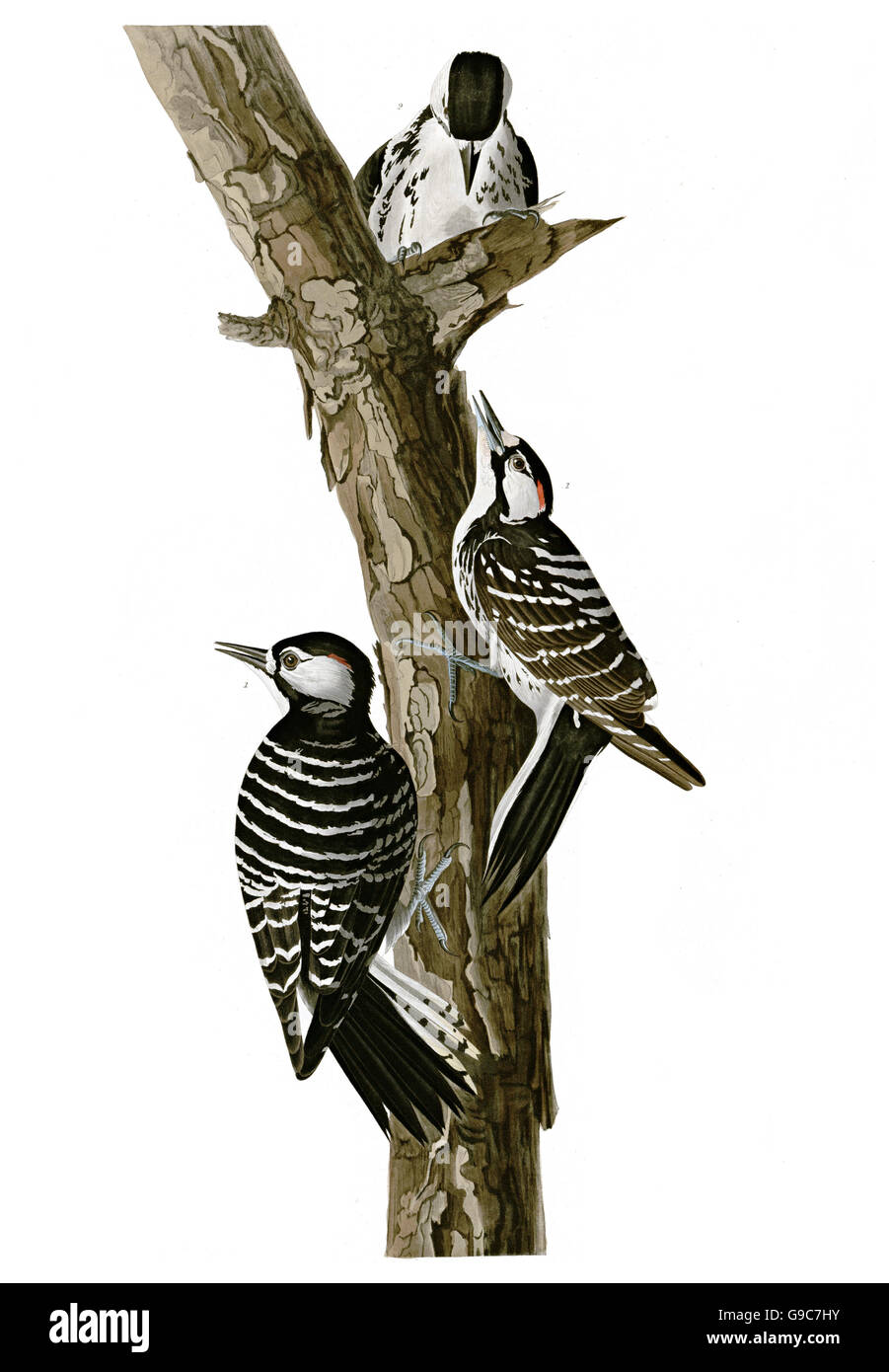 Red-cockaded Woodpecker, Picoides borealis, birds, 1827 - 1838 Stock Photo