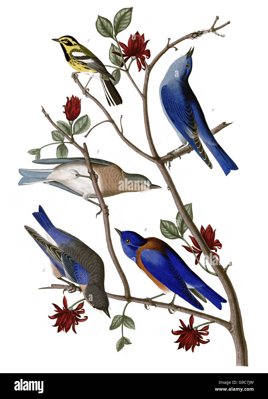 Scientific name sialia currucoides hi-res stock photography and images