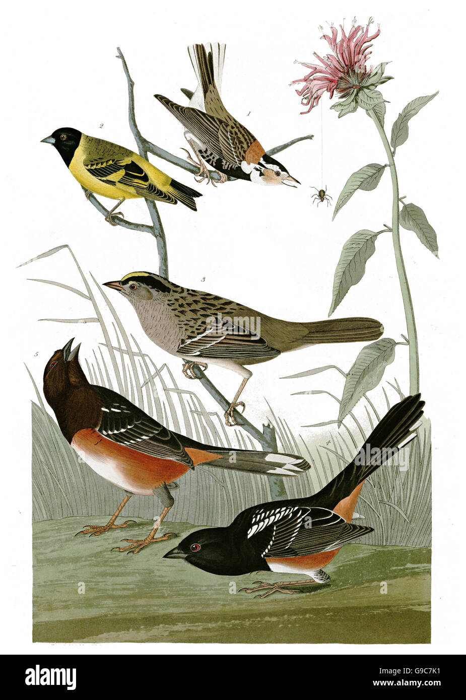 1 Rufous-sided Towhee, Pipilo erythrophthalmus, 2 Golden-crowned sparrow, Zonotrichia atricapilla, 3 Hooded Siskin, Carduelis Stock Photo
