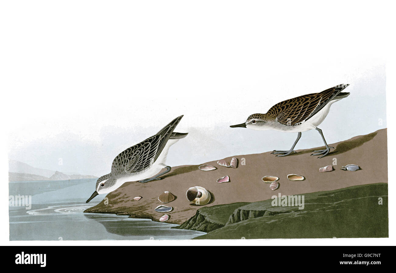 Semipalmated Sandpiper, Calidris pusilla, birds, 1827 - 1838 Stock Photo