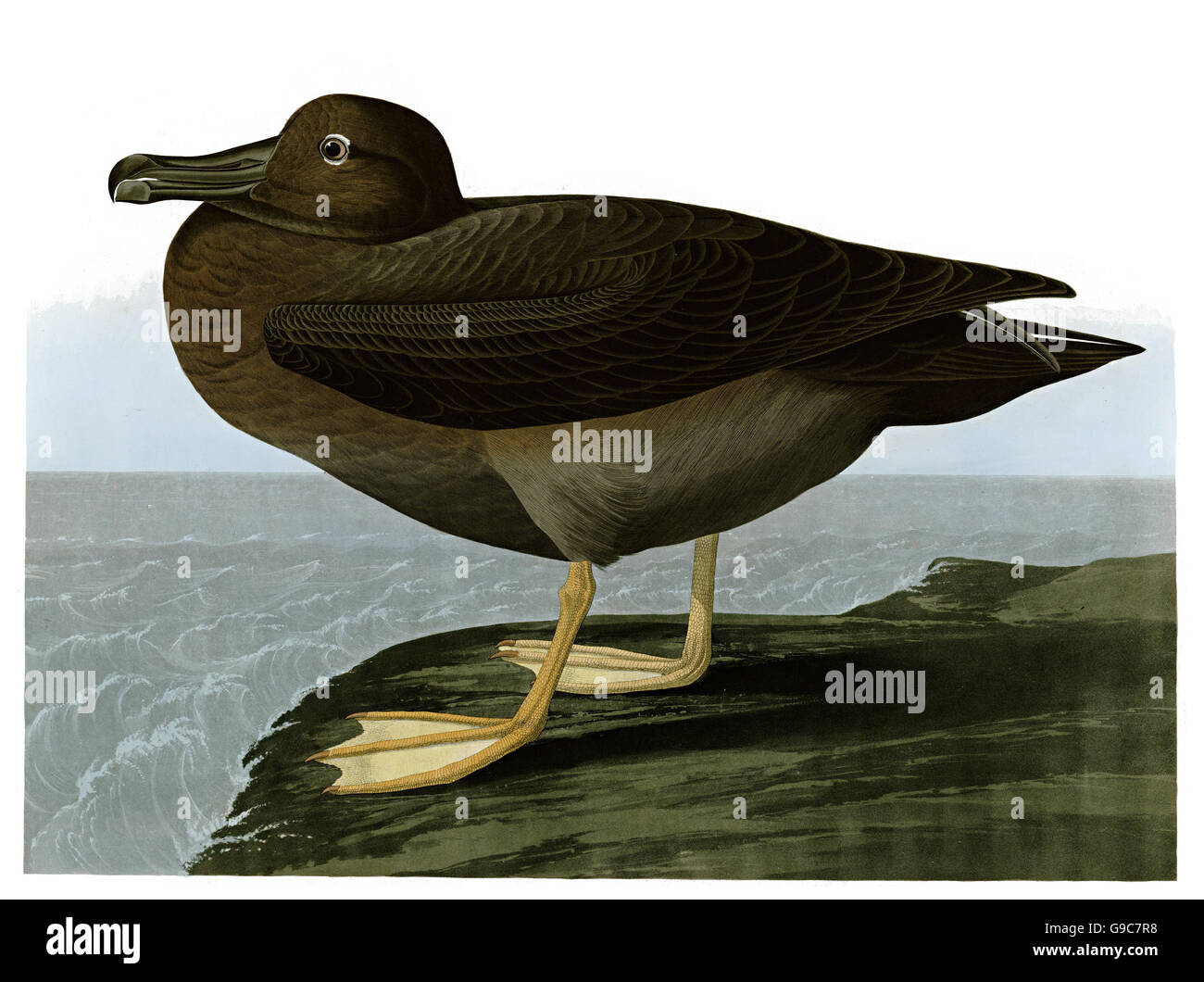 Illustration albatross hi-res stock photography and images - Alamy