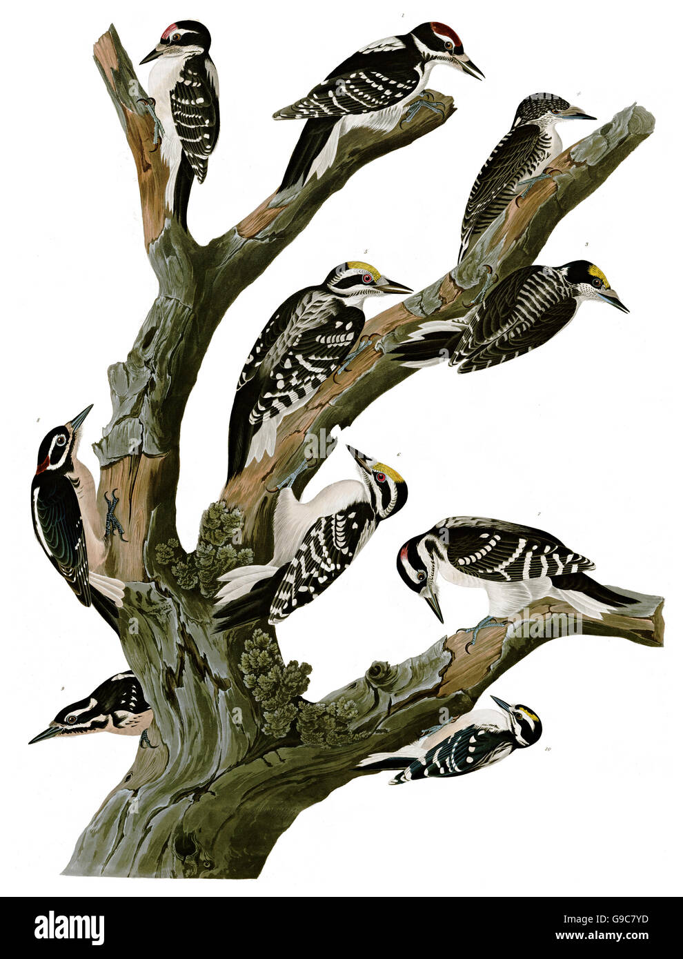 1 Three-toed Woodpecker, Picoides tridactylus, 2 Hairy Woodpecker, Picoides villosus, birds, 1827 - 1838 Stock Photo