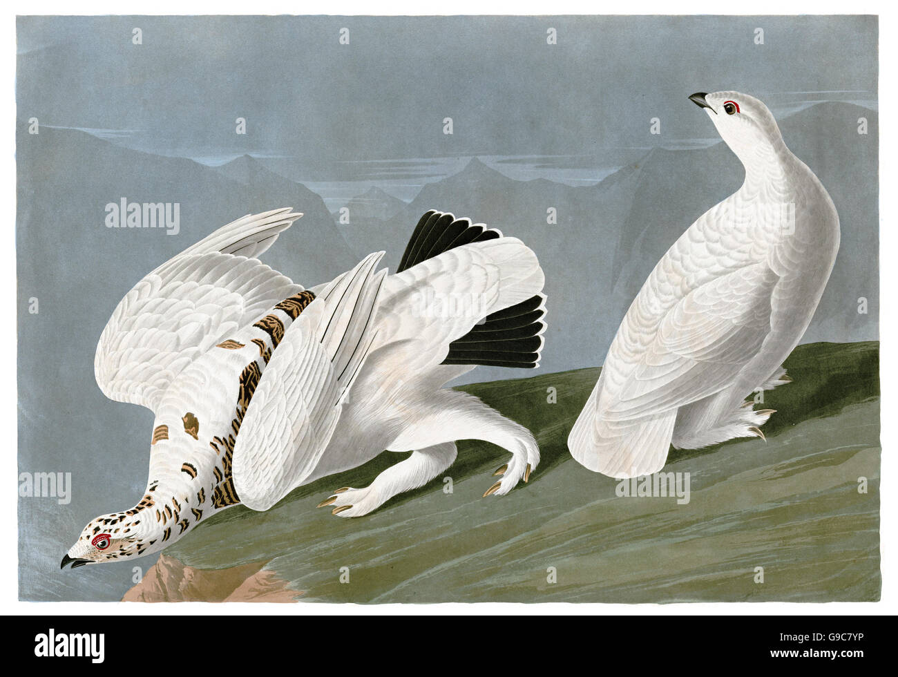 1 Rock Ptarmigan, Lagopus mutus, 2 White-tailed Ptarmigan, Lagopus leucurus, birds, 1827 - 1838 Stock Photo