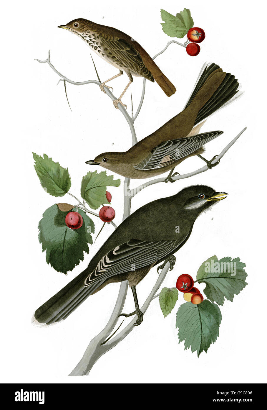 1 Hermit Thrush, Catharus guttatus, 2 Gray Jay, Perisoreus canadensis, 3 Townsend s solitaire, Myadestes townsendi, birds, 1827 Stock Photo