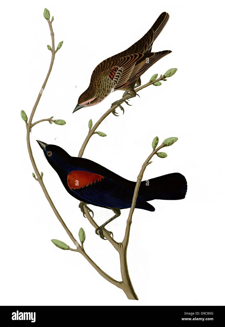 Red-winged Blackbird, Agelaius phoeniceus, birds, 1827 - 1838 Stock Photo