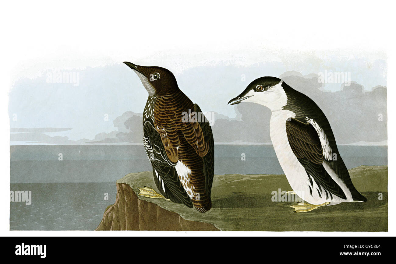 Marbled murrelet, Brachyramphus marmoratus, birds, 1827 - 1838 Stock Photo