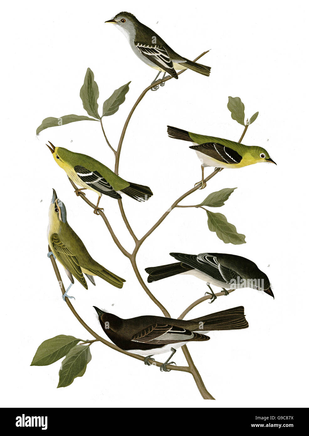 1 Small-headed Flycatcher, Mystery birds, existence unclear, Muscicapa minuta, Small-headed Flycatcher, 2 Western Wood-Pewee, Stock Photo