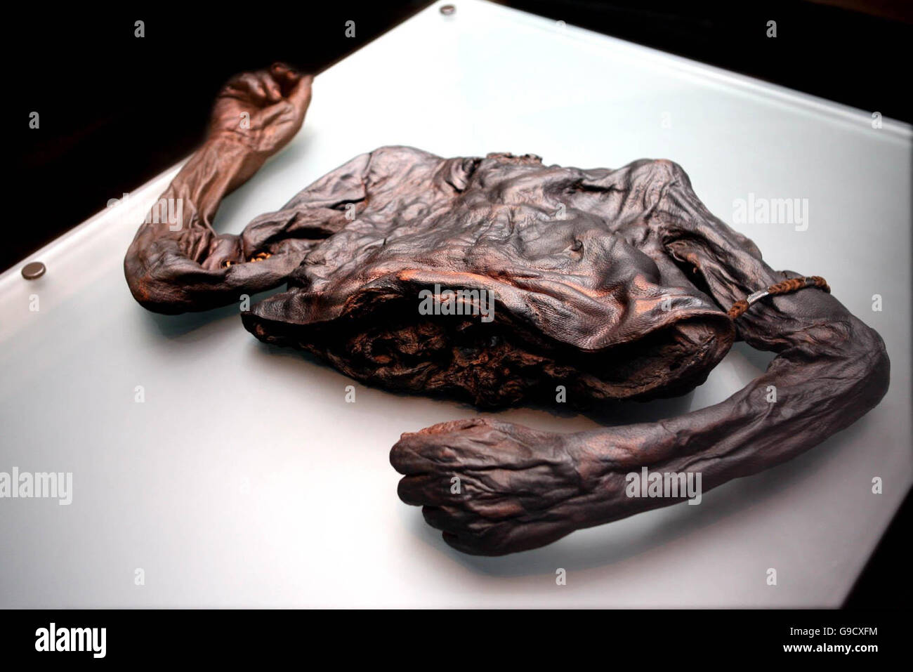 The remains of Oldcroghan Man uncovered in may 2003 in Co Offaly, part of a major new exhibition at the National Museum of Ireland in Kildare Street, Dublin, entitled 'Kingship & Sacrfice - An exhibition of bog bodies and related finds' . Stock Photo