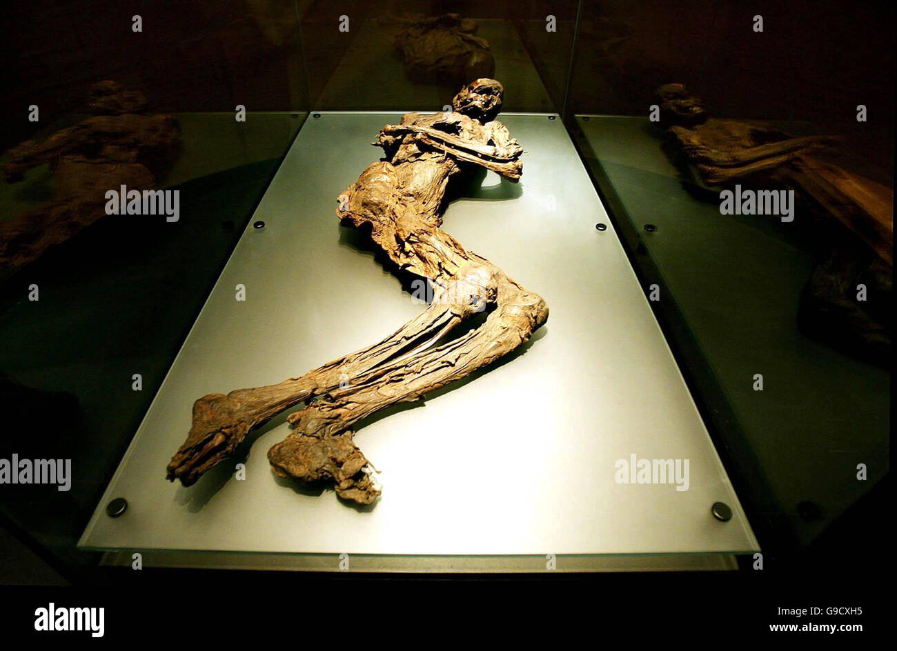 The remains of Gallagh Man, uncovered in 1821 in Co Galway, part of a major new exhibition at the National Museum of Ireland in Kildare Street, Dublin, entitled 'Kingship & Sacrfice - An exhibition of bog bodies and related finds' . Stock Photo