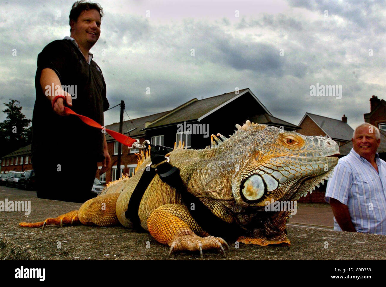 Pet iguana being taken for a walk Stock Photo