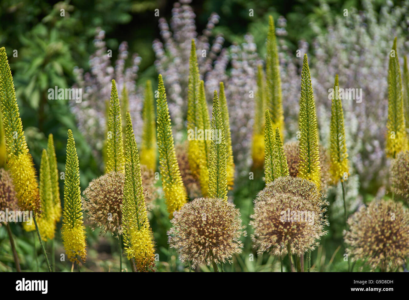 Foxtail lilies lily desert candles candle blooming Eremurus isabellinus 'Cleopatra' Stock Photo