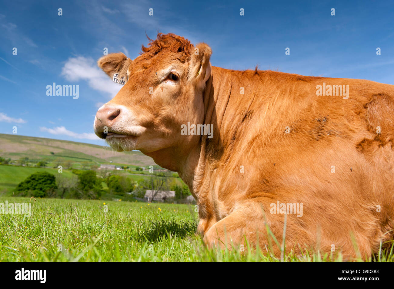 Cow Dam High Resolution Stock Photography and Images - Alamy