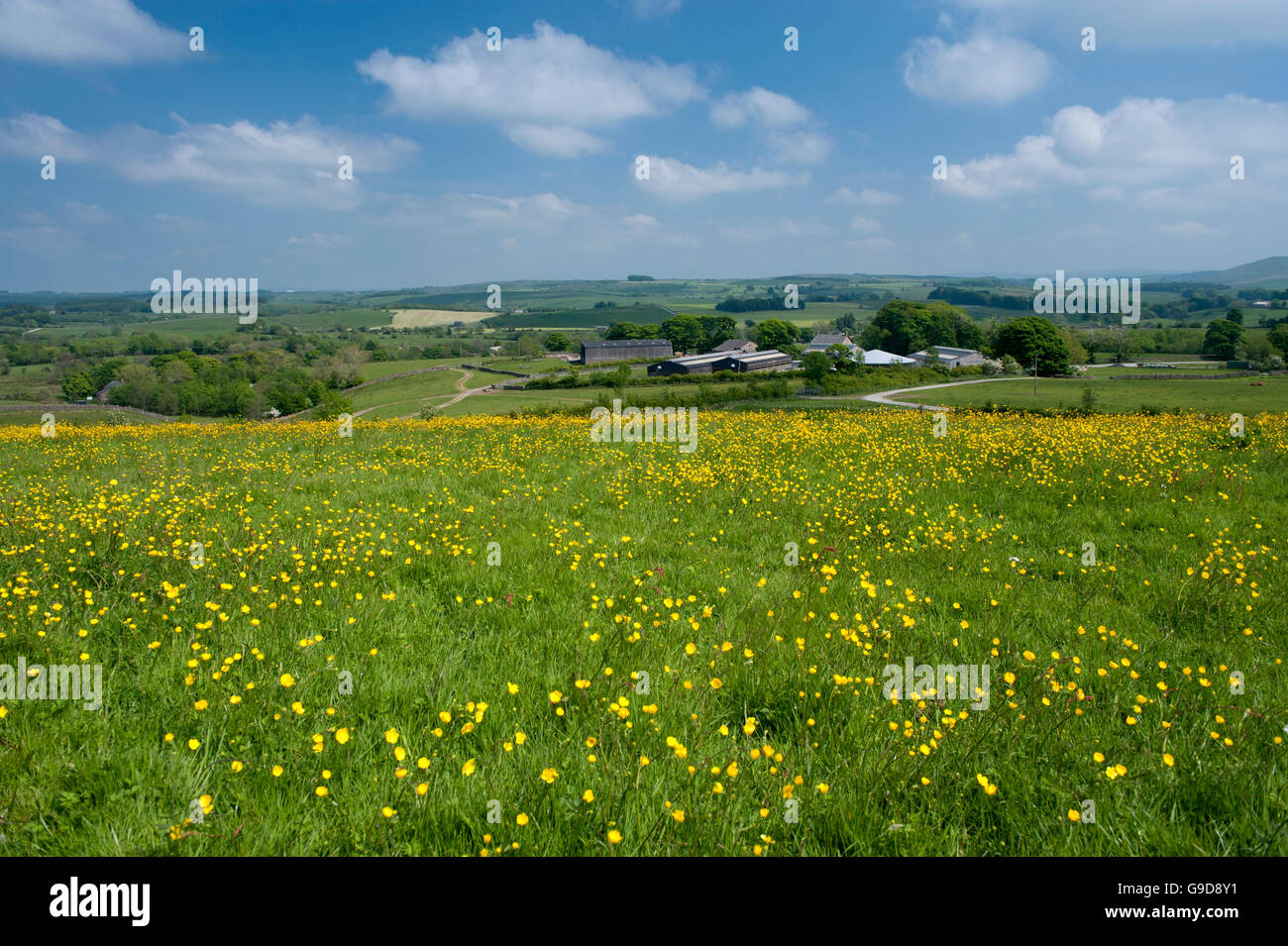 Farmstead set in Forest of Bowland, Lancashire, early summer. Stock Photo