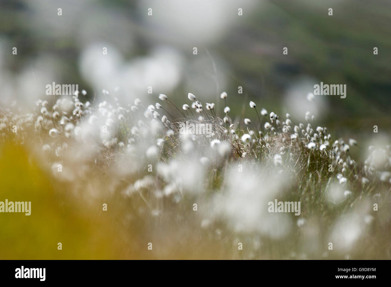 Cotton grass, Eriophorum vaginatum, flowering on moorland. Cumbria, UK. Stock Photo