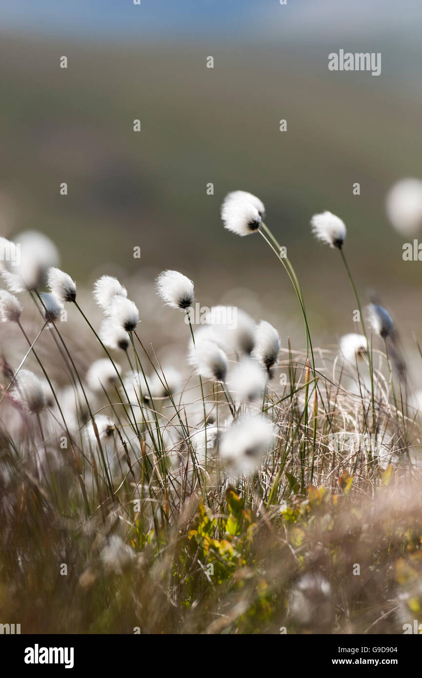 Cotton grass, Eriophorum vaginatum, flowering on moorland. Cumbria, UK. Stock Photo