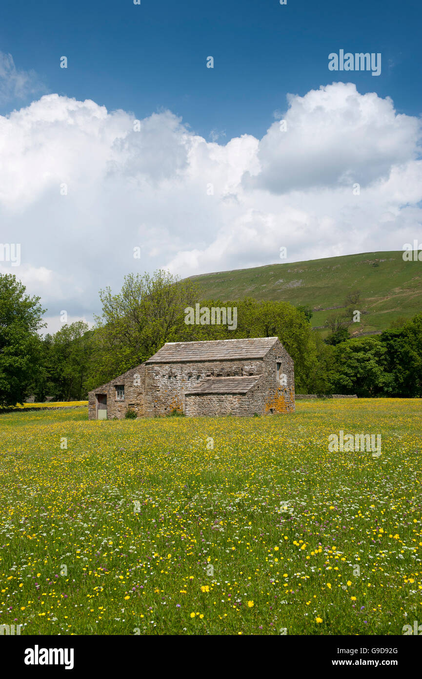 Stone barns in wildflower meadows, early summer, in Swaledale, near Muker, Yorkshire Dales National Park, UK. Stock Photo