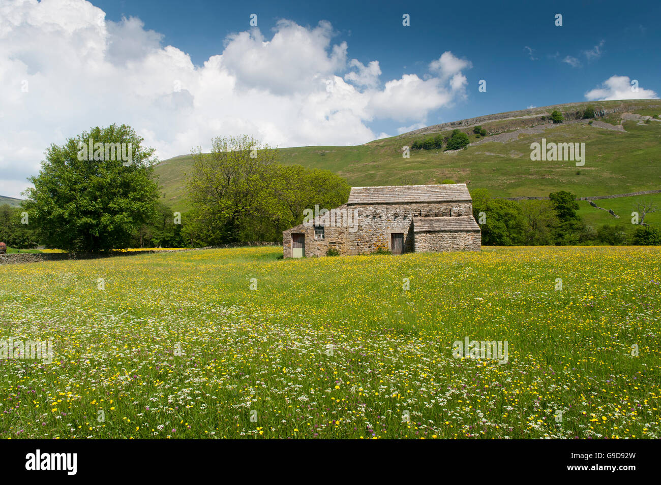 Stone barns in wildflower meadows, early summer, in Swaledale, near Muker, Yorkshire Dales National Park, UK. Stock Photo