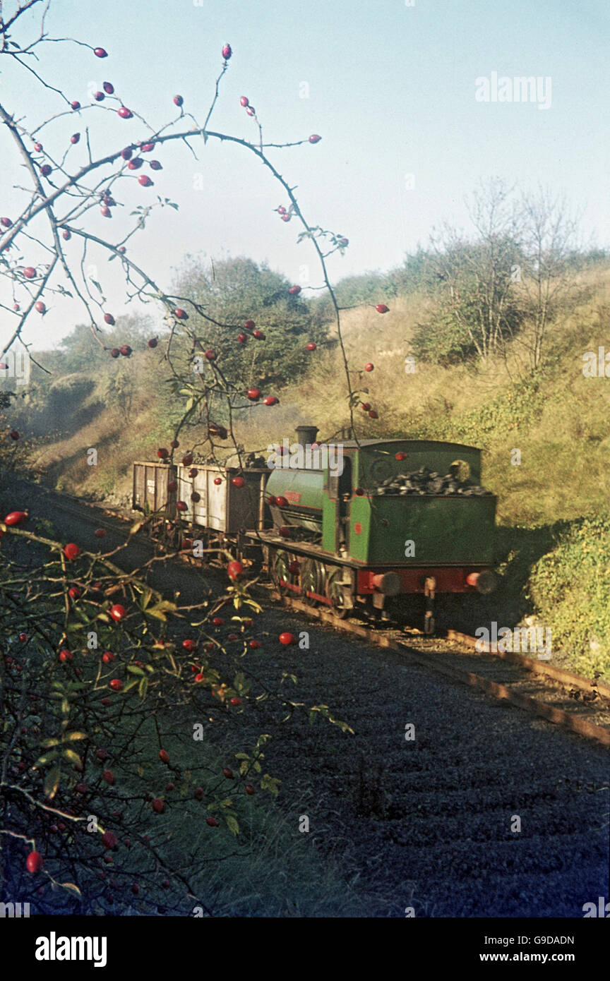 Hip berries at Nassington Ironstone with the system’s 16in Hunslet 0-6-0STs. Stock Photo