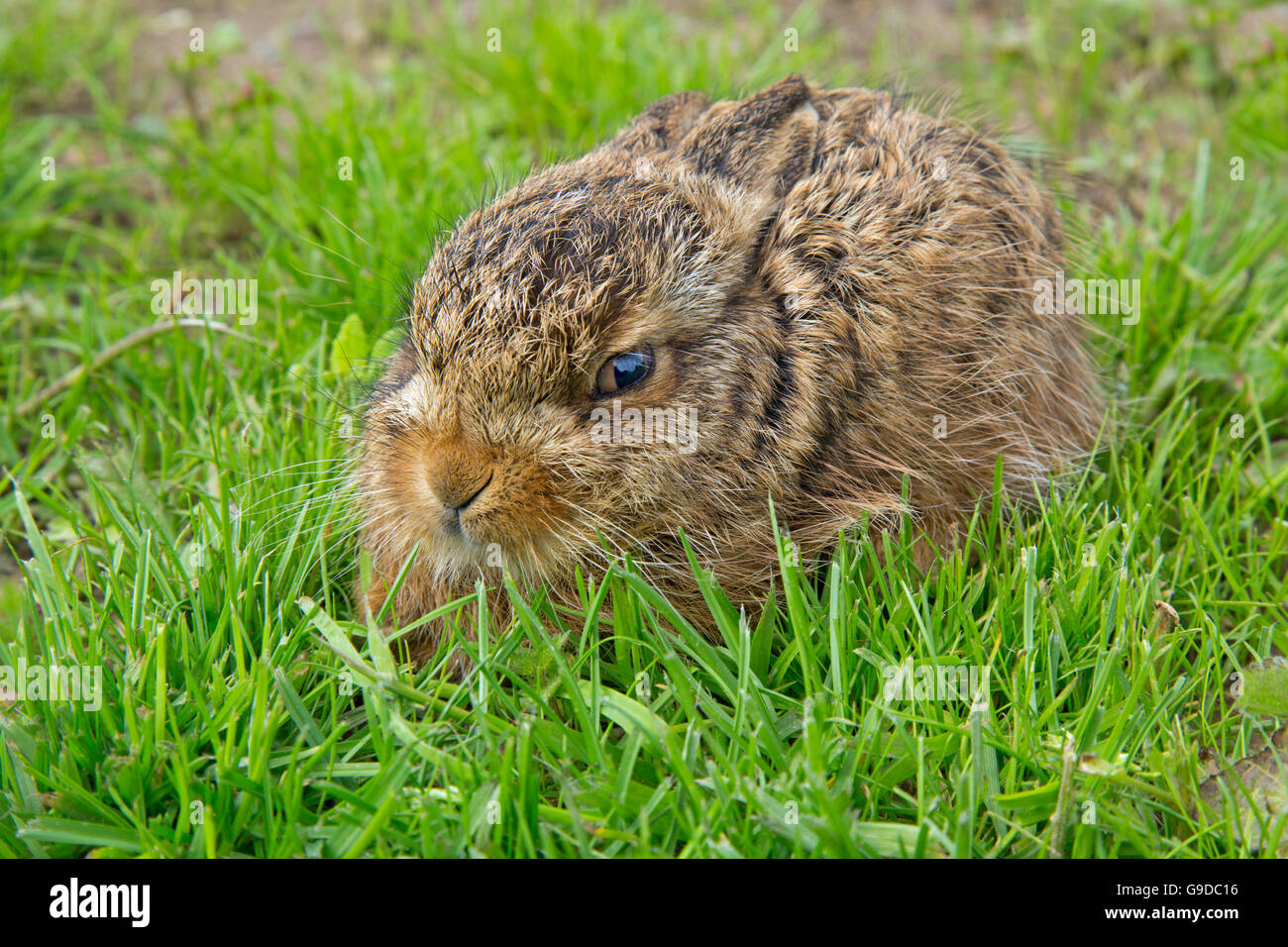 Brown Hare Lepus europaeus young Leveret hidden in grass field Norfolk Stock Photo