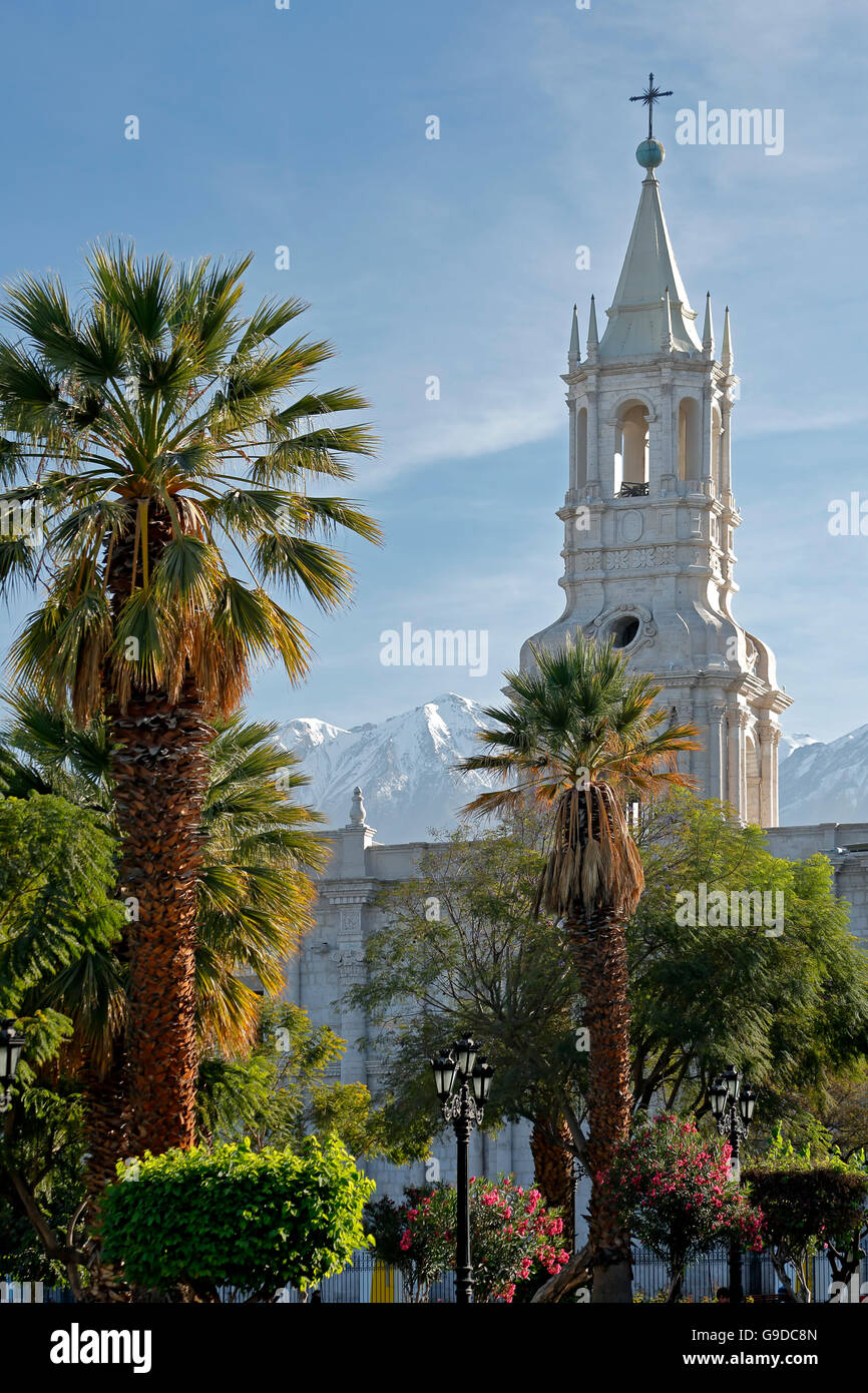 Bell tower, Arequipa Cathedral, and palm tree, Plaza de Armas, Arequipa, Peru Stock Photo
