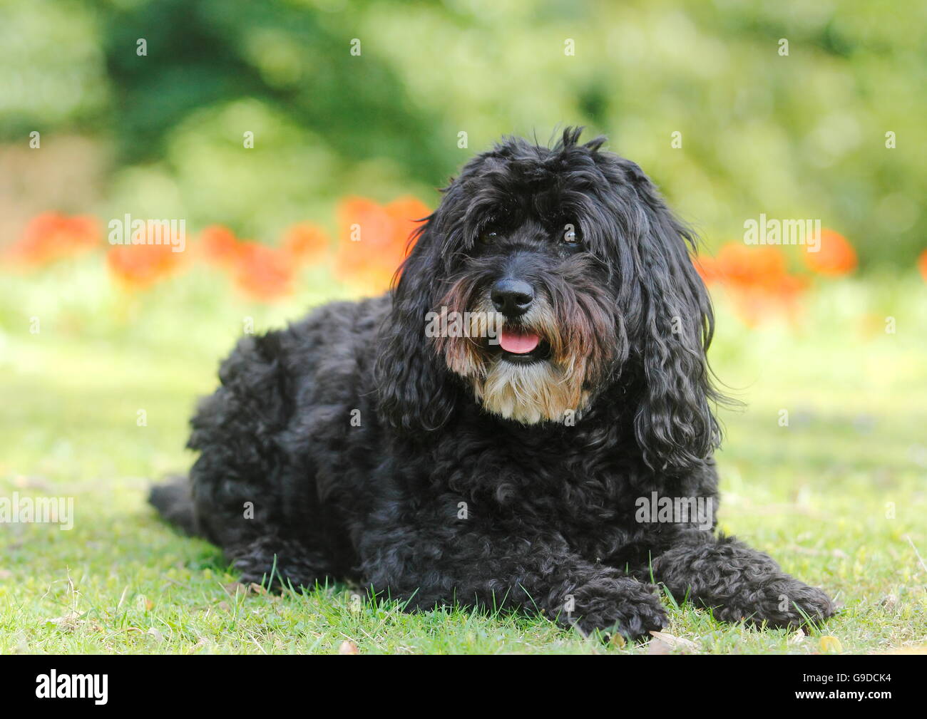 bouvier and poodle mix
