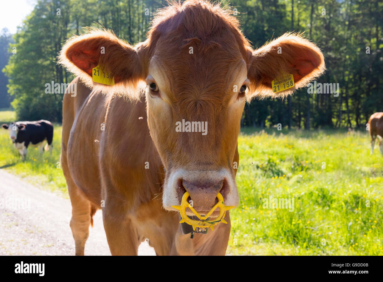 Calf with spiked nose ring, Kochel am See, Upper Bavaria, Bavaria, Germany Stock Photo