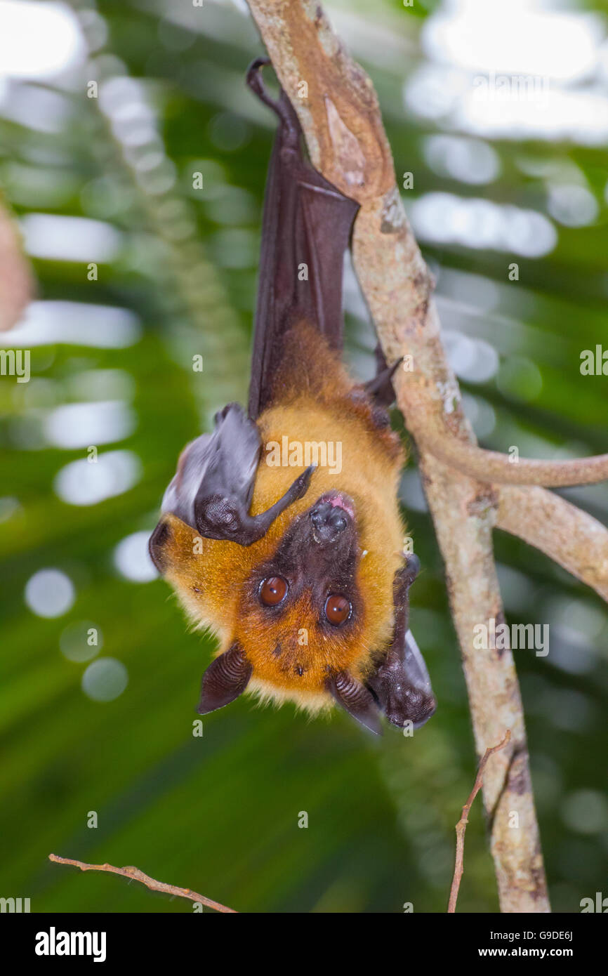 Indian fruit bat Stock Photo