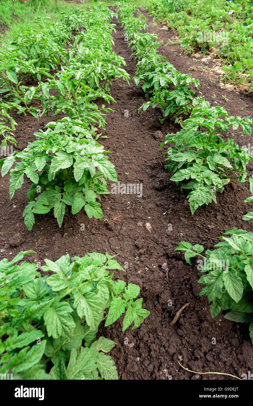 Rows of green potato vegetable plants growing in a small domestic garden Stock Photo Alamy