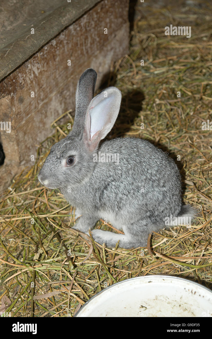 A young rabbit is in the shed on the farm Stock Photo - Alamy