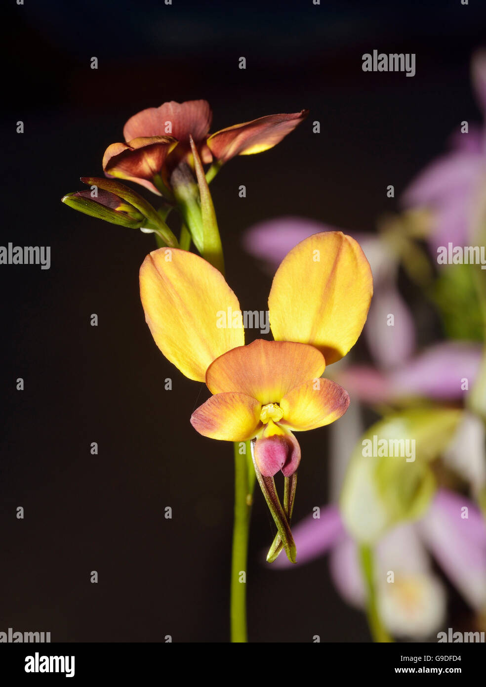 Wallflower Diuris Orchid - Diuris longifolia From Australia Stock Photo