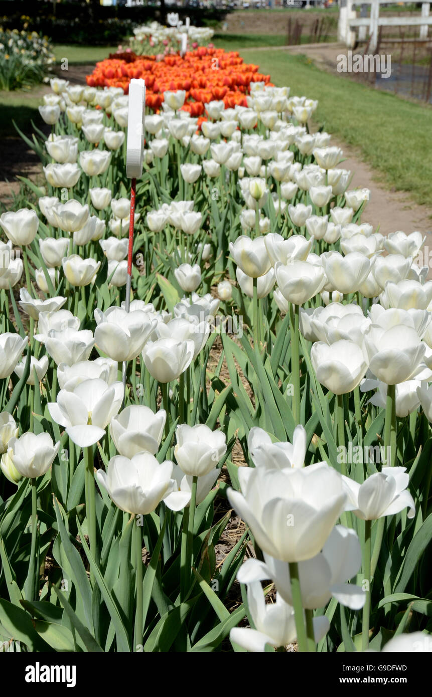 Tulip time festival in Holland, Michigan Stock Photo Alamy