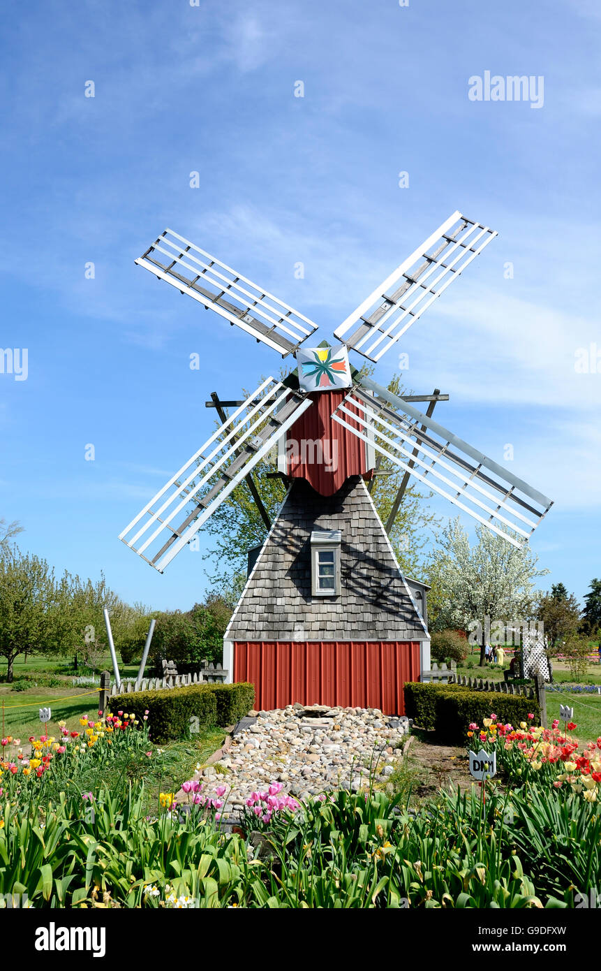Windmill at Veldheer farm during tulip time festival in Holland