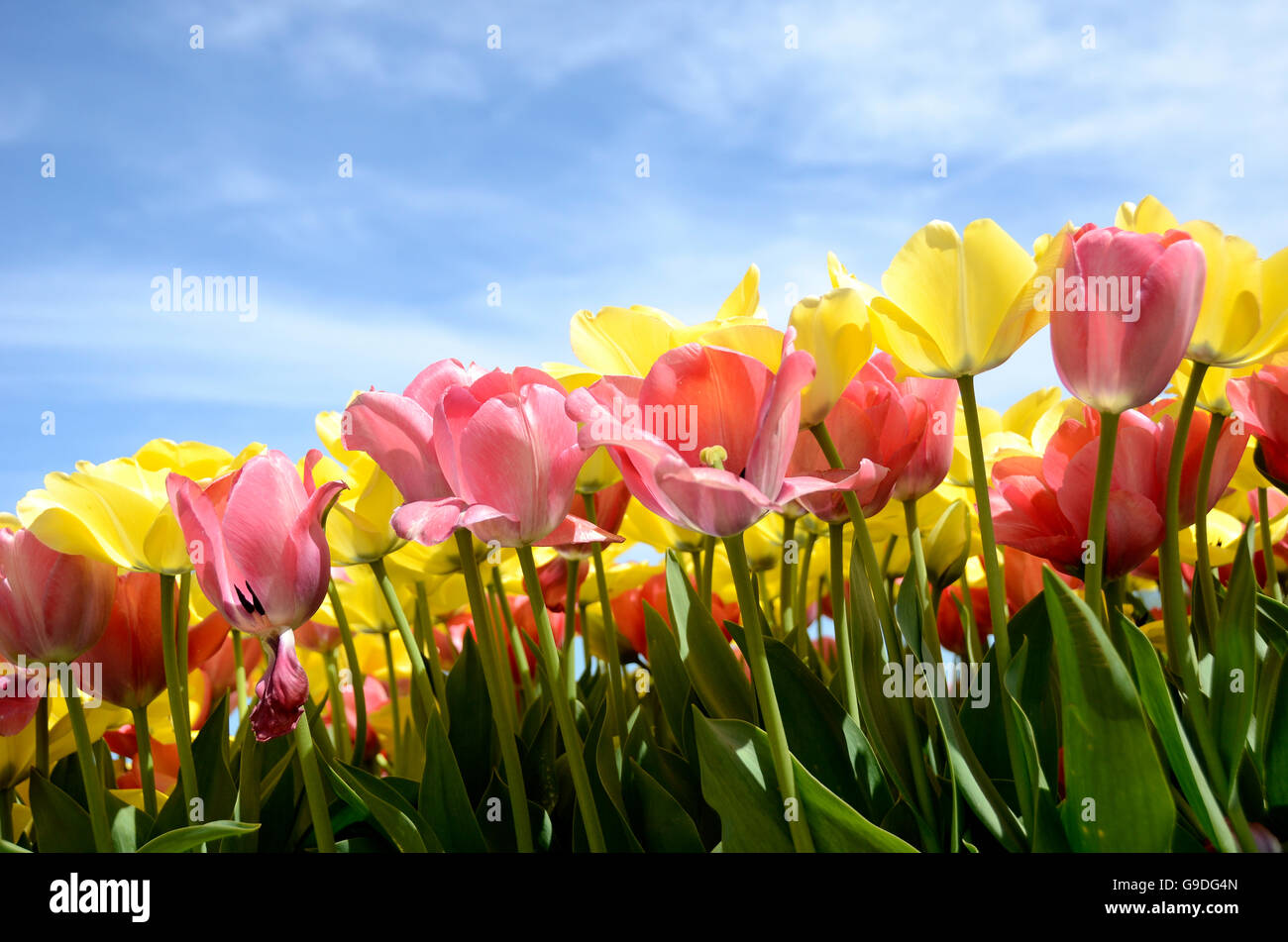Tulip time festival in Holland, Michigan Stock Photo Alamy