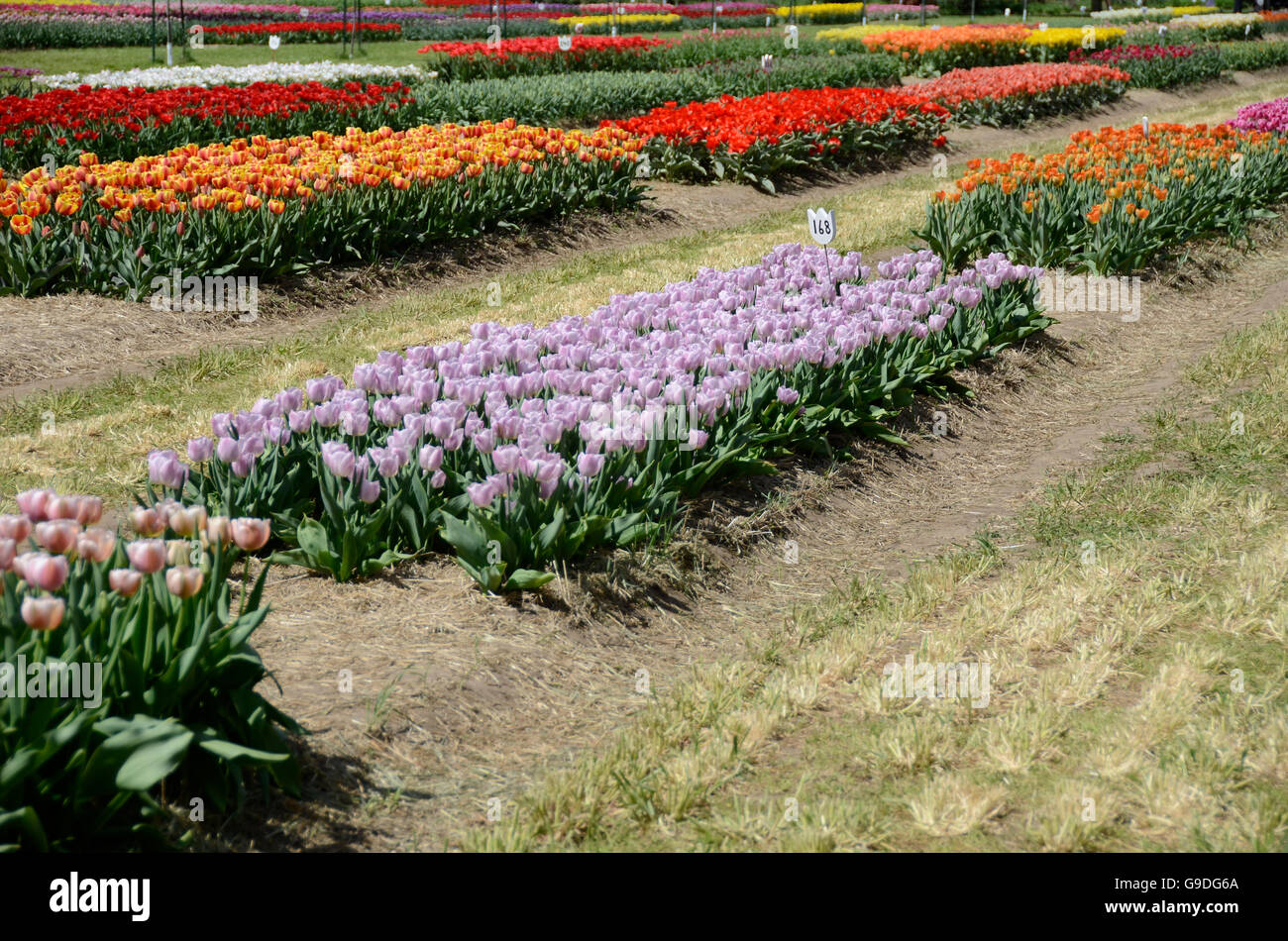 Tulip Festival In Holland Michigan 2025 Giulia Pansie