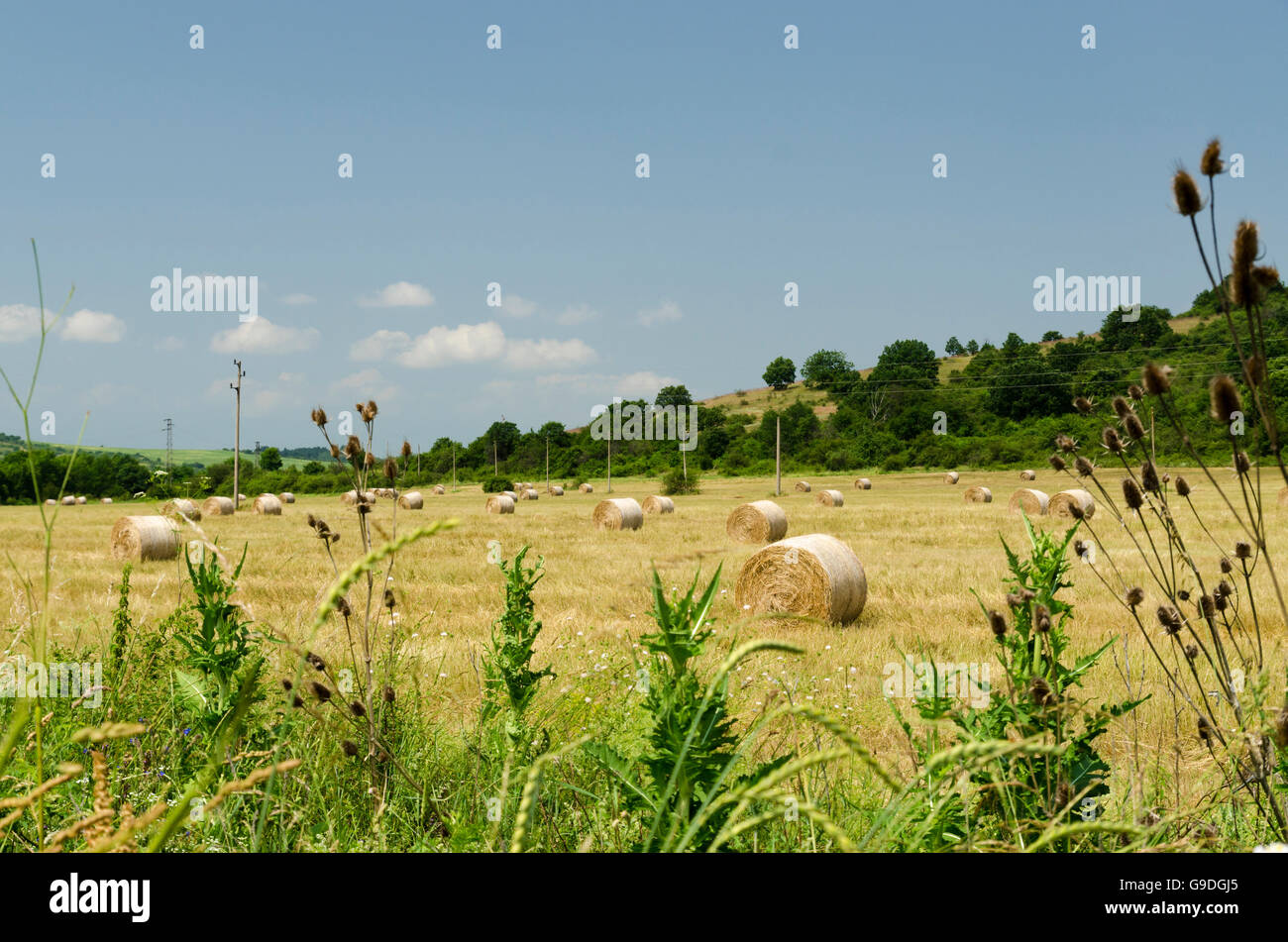 Straw round bales in a field during the summer harvest wrapped with ...