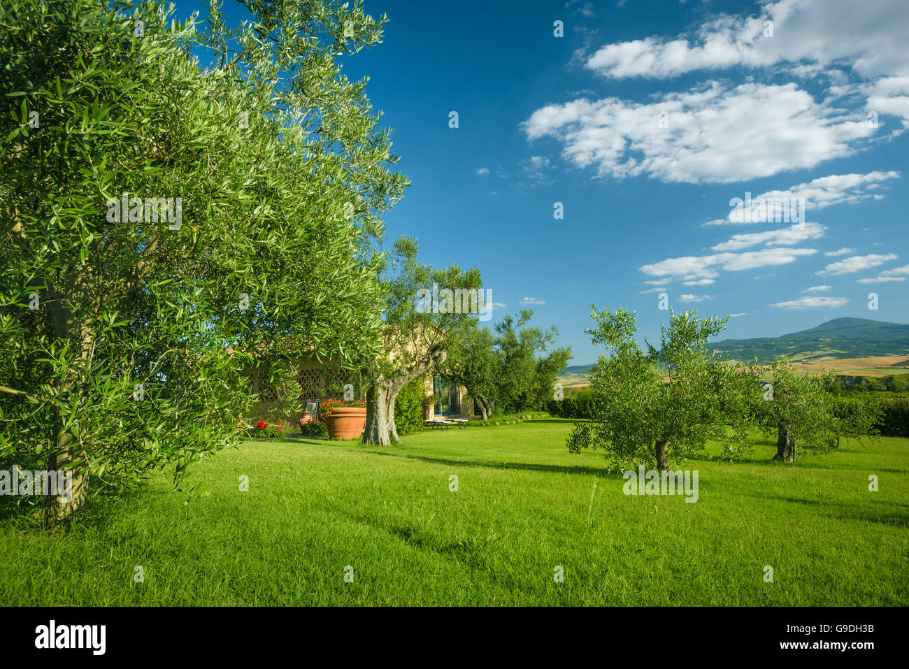 Olive trees with yellow sky and sun hires stock photography and images Alamy