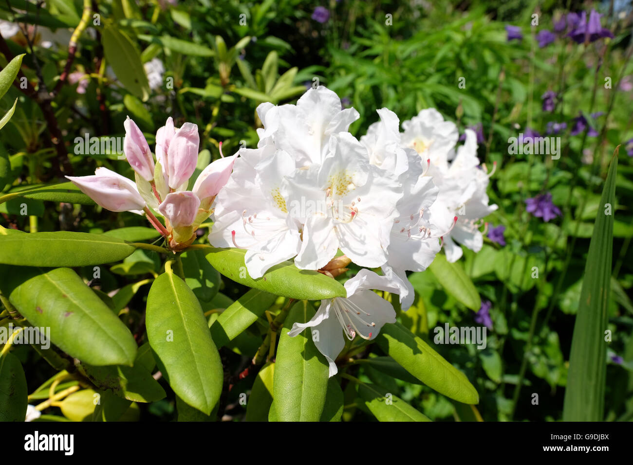rhododendrons flowering in spring Stock Photo
