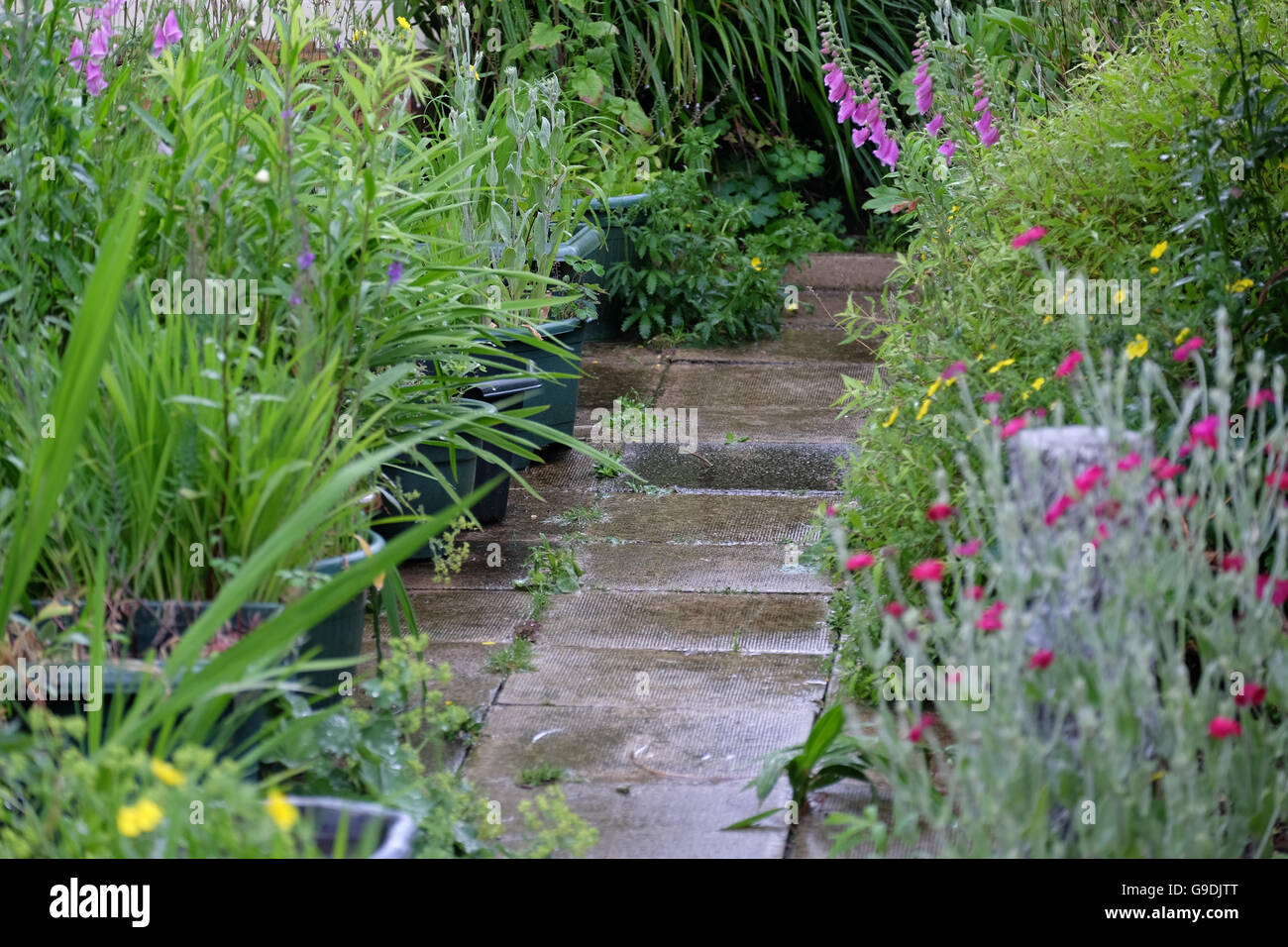 A mature garden during the rain Stock Photo