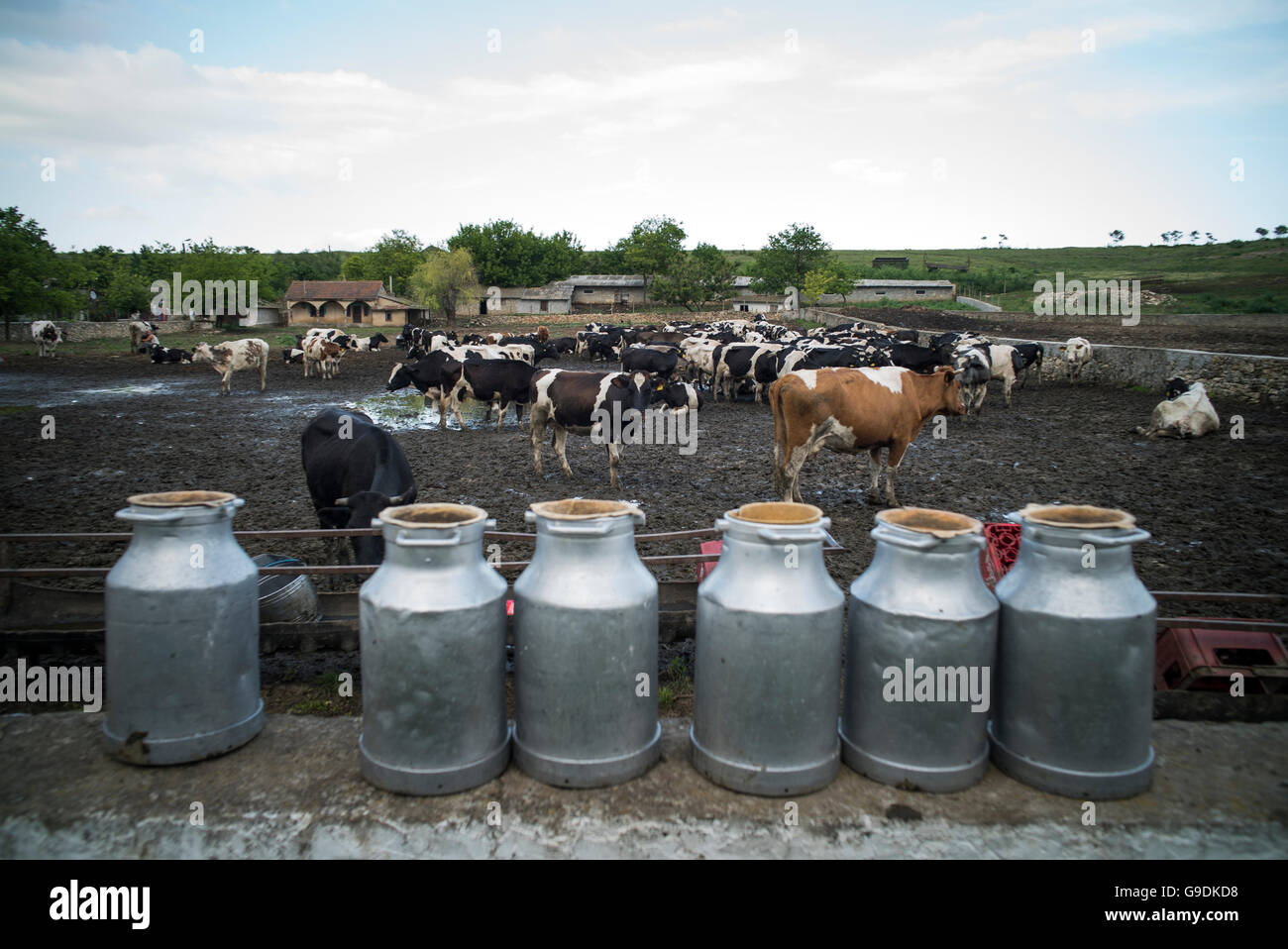 Color image of some Holstein cows in a stable. Stock Photo
