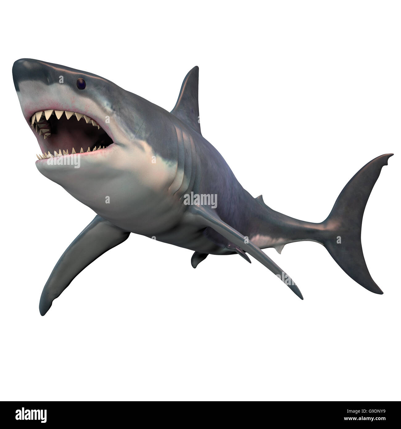 The Great White shark can grow over 8 meters or 26 feet and live to 70  years of age Stock Photo - Alamy