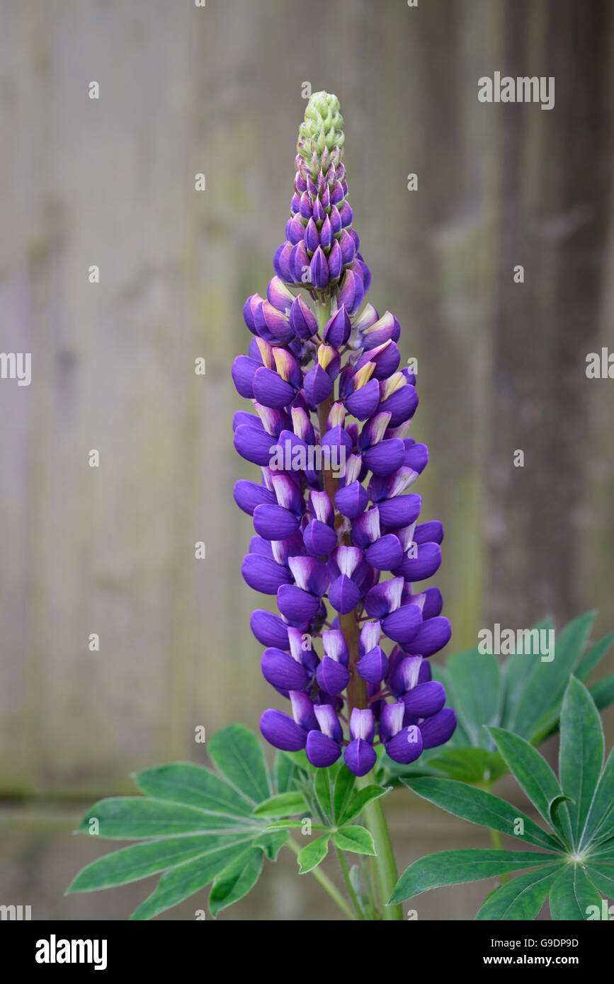 Purple lupin flowers Stock Photo