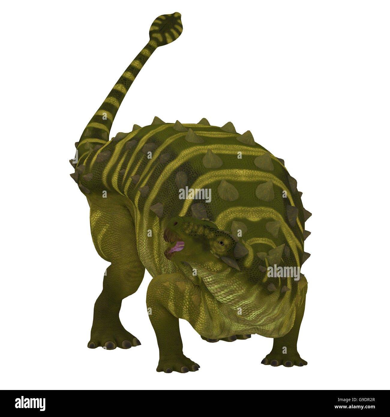 Talarurus was a herbivorous ankylosaurid that lived in Mongolia during the Cretaceous Period. Stock Photo