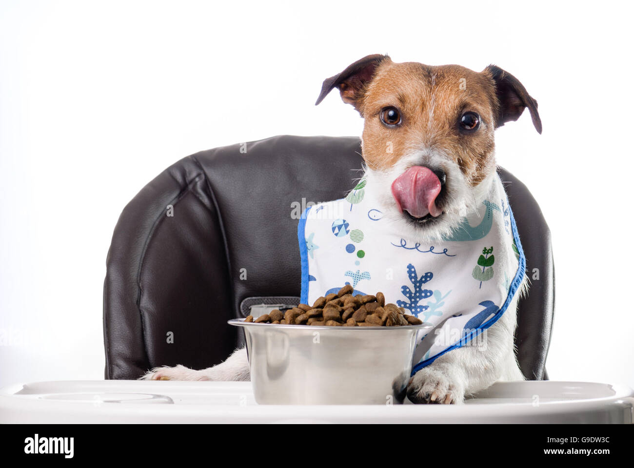 Dog eating kibble food and licking nose with tongue Stock Photo Alamy