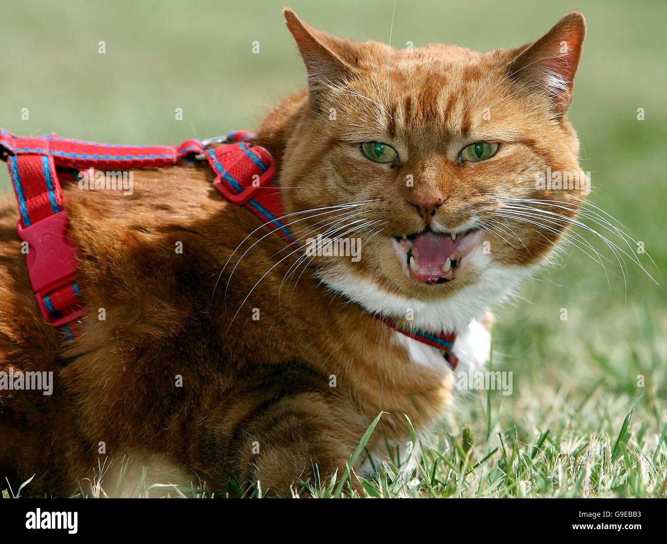 Garfield the cat hires stock photography and images Alamy